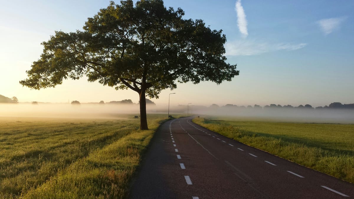 Landweg met streepjes langs weilanden en een boom in de ochtendmist