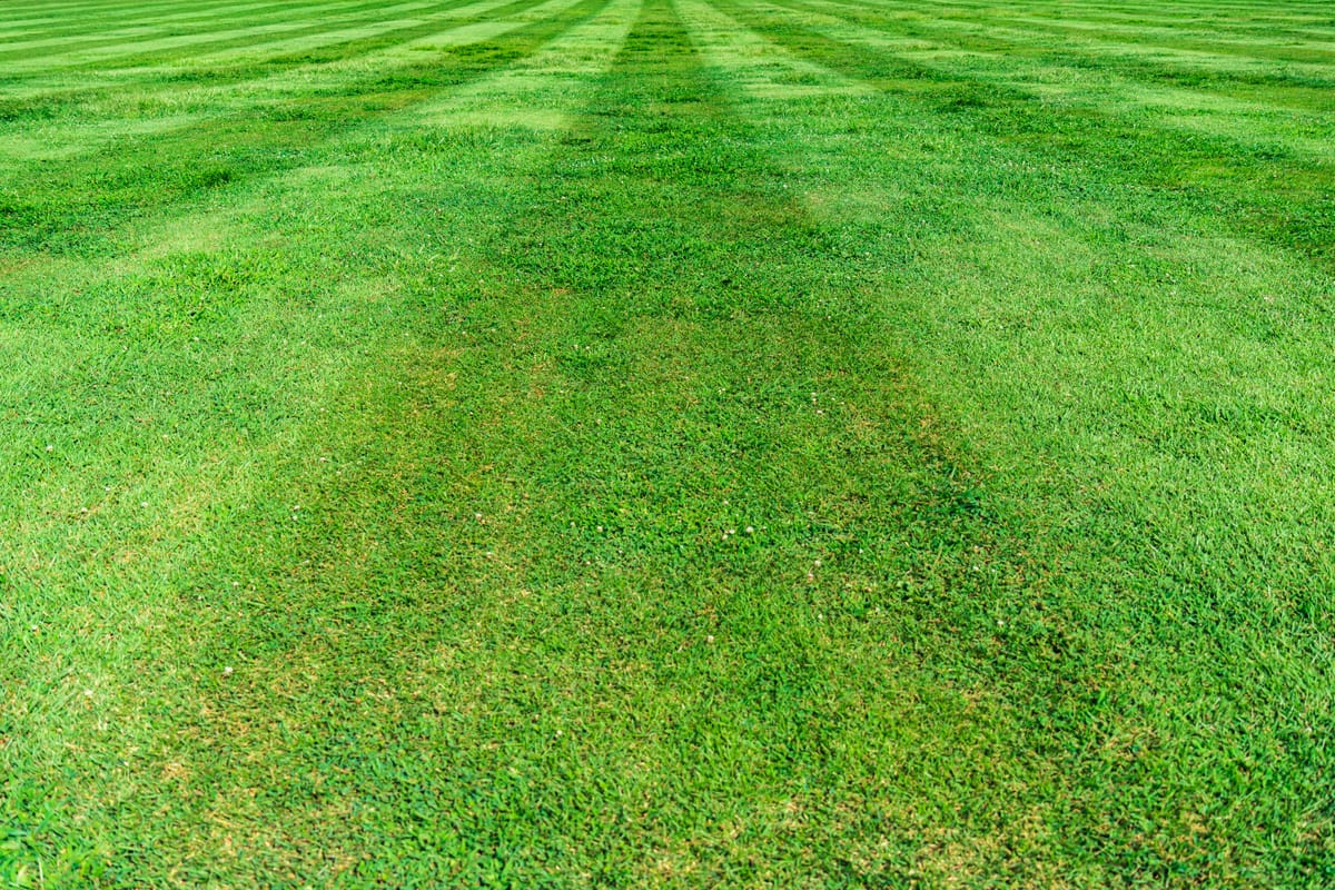 Pas gemaaid gazon met strepen in het gras