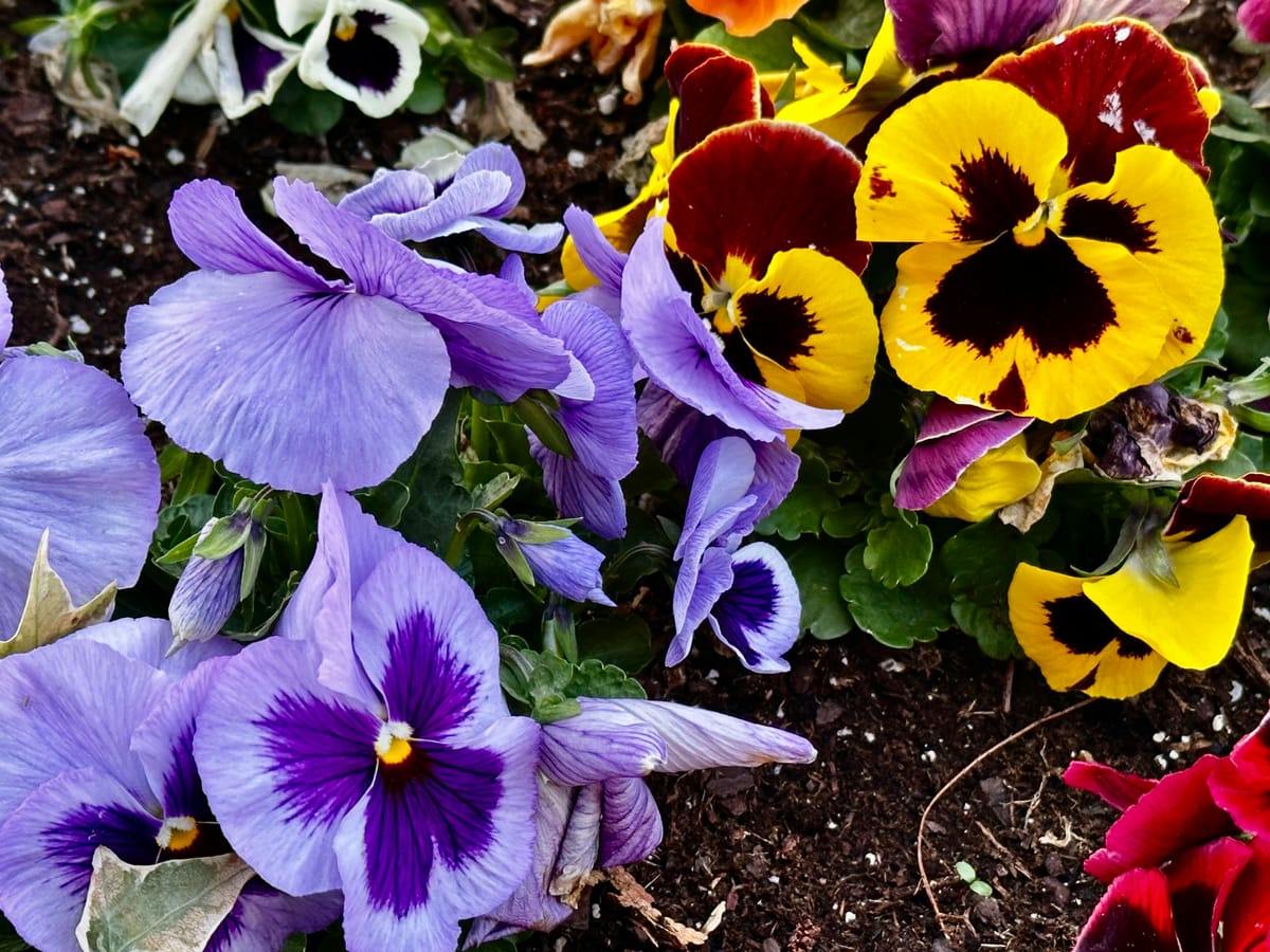 Paarse en gele viooltjes in verse tuinaarde