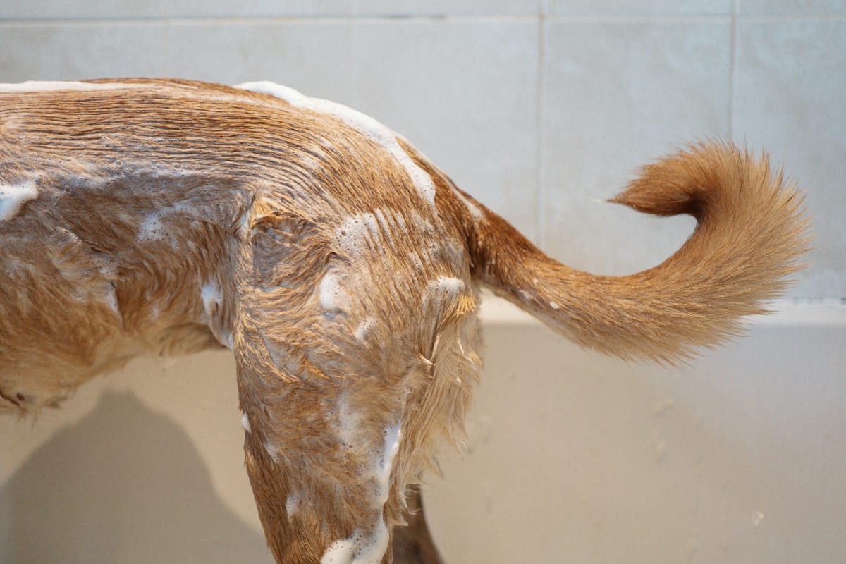 Ingezeepte hond in het bad, van achteren gezien