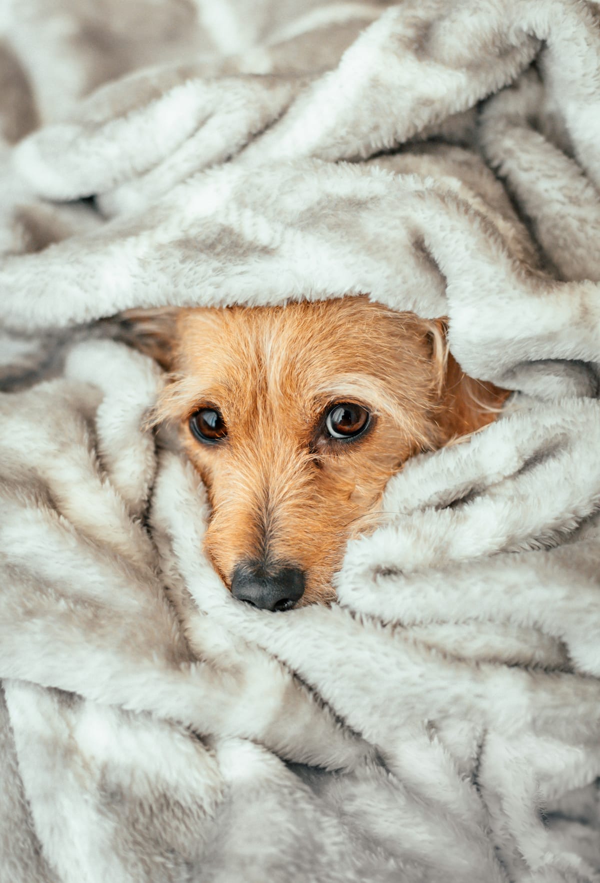 Kleine hond warm ingepakt in een zachte deken