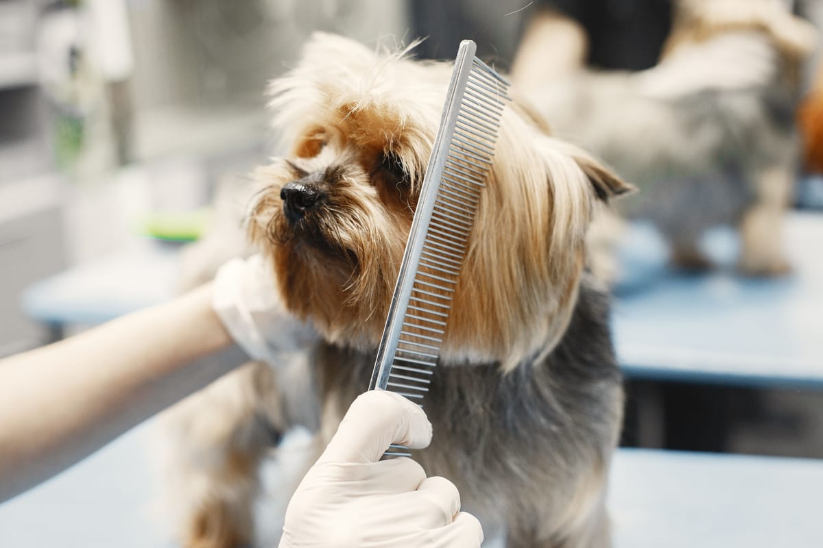 Yorkshire Terrier auf dem Trimmtisch wird mit einem Stahlkamm gekämmt