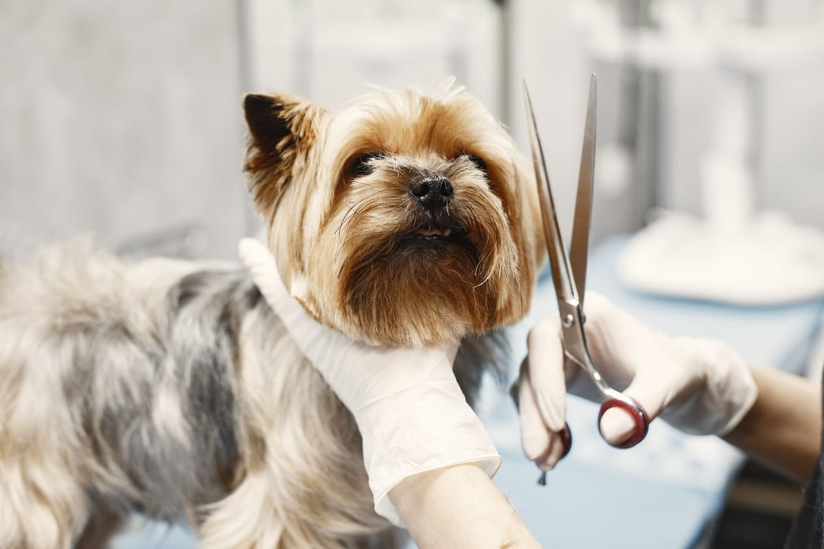 Yorkshire Terrier auf dem Trimmtisch, die Schere bereit, um den Kopf nachzuschneiden
