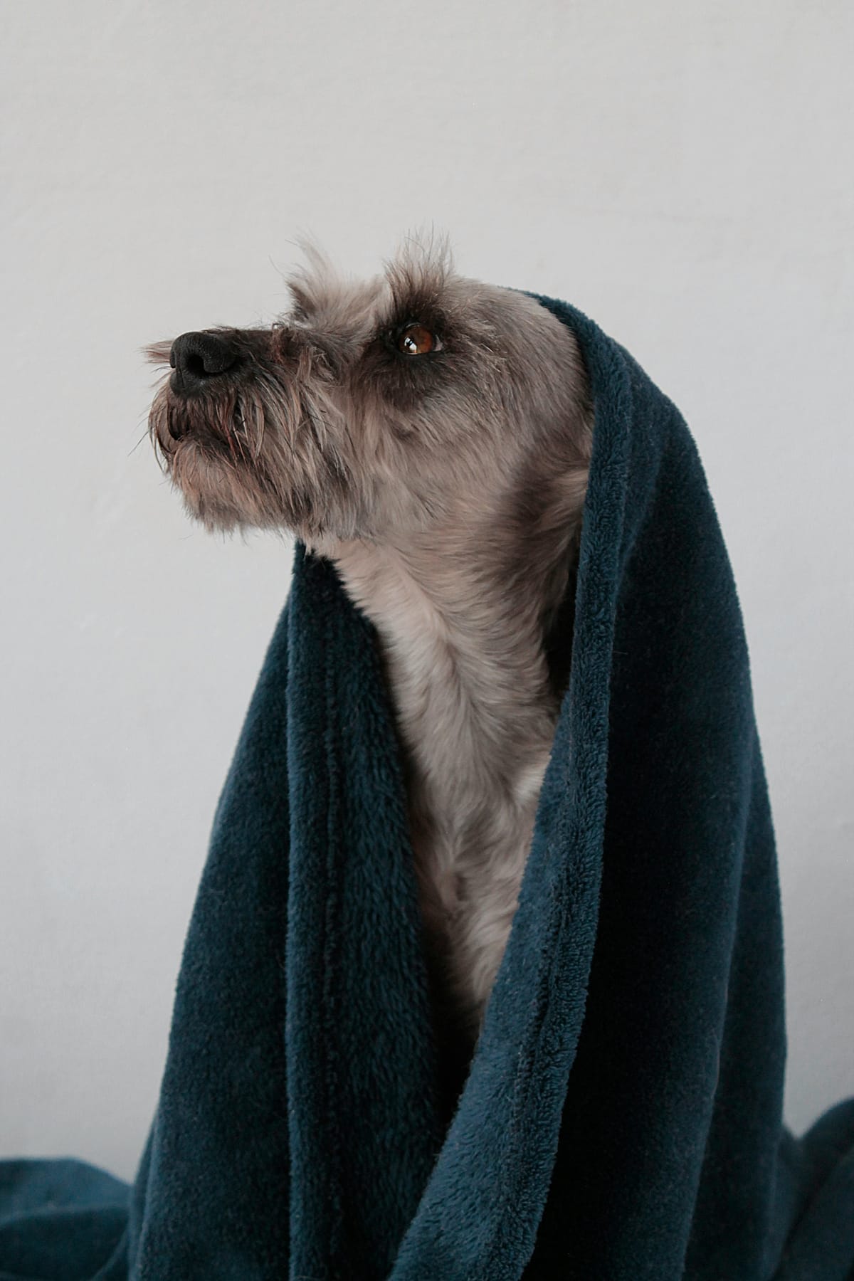 Ruwharige hond met een donkere handdoek over zijn rug